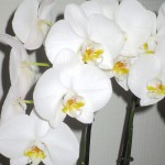 orchidées